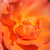 Naranja - Rosas Floribunda - Courtoisie